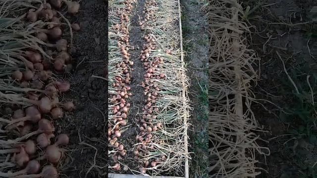 Лук семейка.. сушка на грядке смотреть онлайн