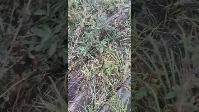 Как вырастить много опят в огороде . смотреть онлайн
