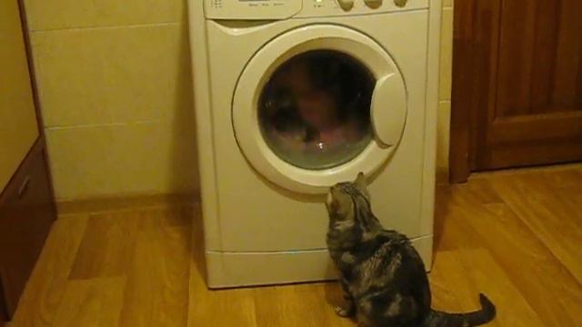 Британская кошка Маша участвует в стирке смотреть онлайн