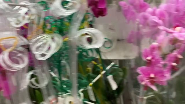 обзор ОРХИДЕЙ в ОБИ 569 руб это БРИЛЛИАНТЫ в БЕЛО РОЗОВОМ море орхидеи с ЖИРНЮЩИМИ корнями смотреть онлайн