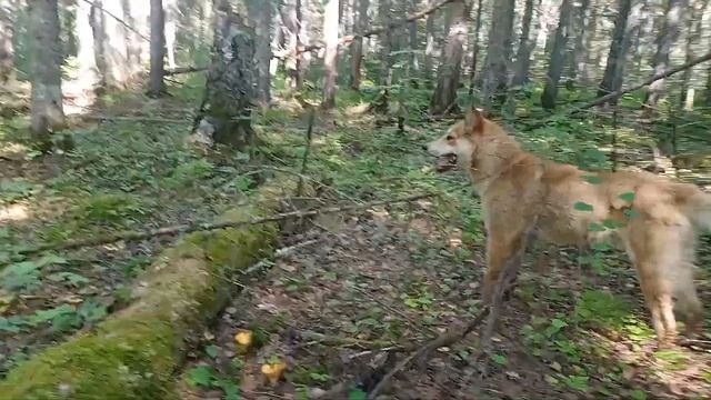 Сбор лисичек!) смотреть онлайн