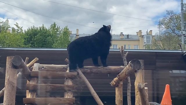 Бурый медведь с белой грудкой. Московский Зоопарк. смотреть онлайн
