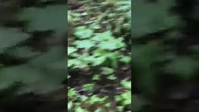 Трюфель белый в лесах Украины смотреть онлайн