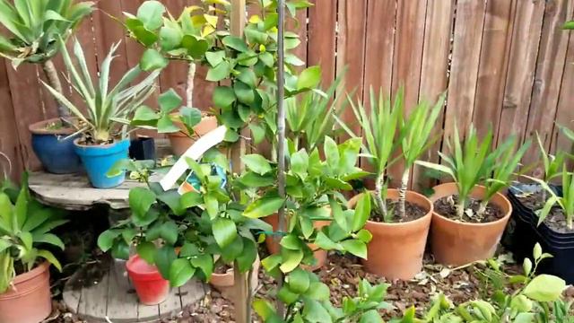 PHILA TV GARDEN AND NURSERY TOUR AND UPDATE MAPLE YUCCA AVOCADO PLUMERIA AND TOMATOES? PHILA TV! смотреть онлайн