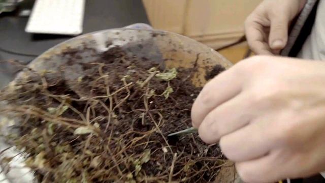 ESP32 Bluetooth LE Moisture Sensor смотреть онлайн