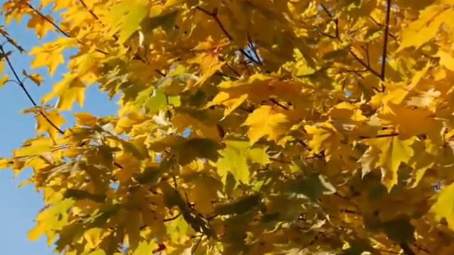 29 октября 2020 г. смотреть онлайн