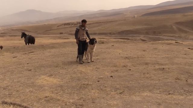 Tajik Sagi Dahmarda Polvon & His Pack From Shahrituz/ Полвон из Шахритуза и его стая