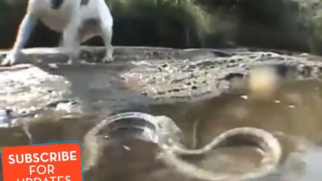 Giant Anaconda Attacks Dog -- Python Vs Dog ➤ Tiger Channel Tv‬ смотреть онлайн