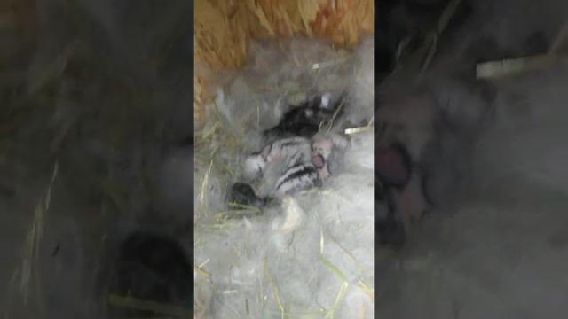 Что делать если крольчиха не кормит всех крольчат??? смотреть онлайн