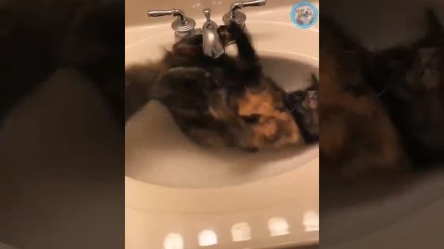 Смешные животные #152.mp4 смотреть онлайн