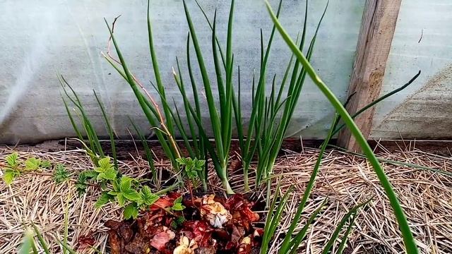 Куда девать кухонные отходы. смотреть онлайн