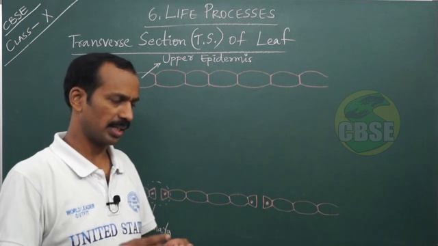 Life Processes (Part-2) || Structure of Leaf | Transverse Section of Leaf || смотреть онлайн