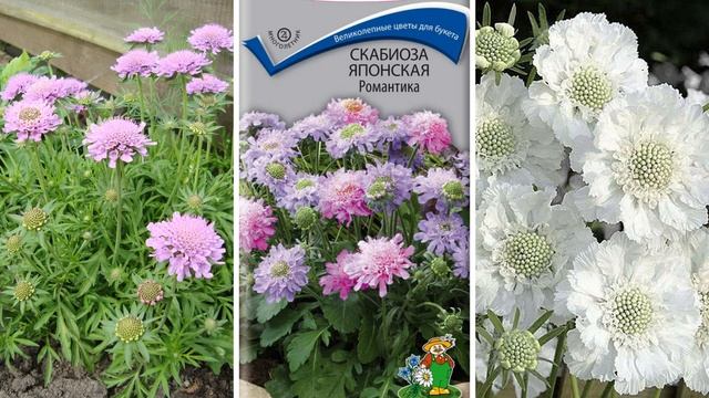 Рассказываю какие неприхотливые цветы посеять под зиму. Они порадуют красивым цветением в саду смотреть онлайн