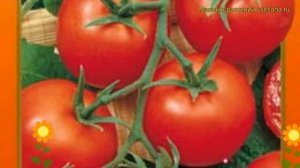Томат Увертюра НК F1. Краткий обзор, описание характеристик, где купить семена solánum lycopérsicum