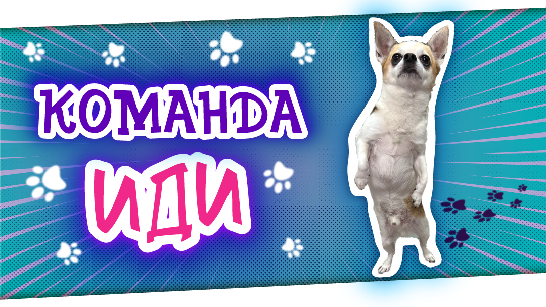 Как научить собаку ходить на задних лапах смотреть онлайн