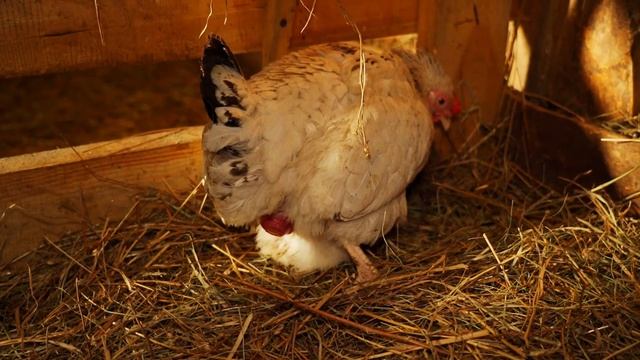 ДЕНЬ РОЖДЕНИЯ В ДЕРЕВНЕ смотреть онлайн