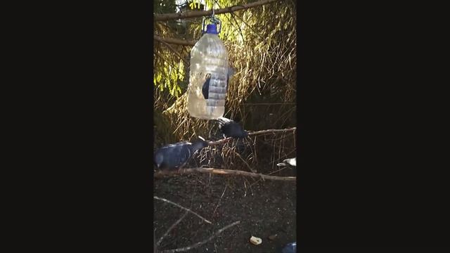 Birds ?? ? titmouse, pigeons at the feeder у кормушки голуби синички смотреть онлайн