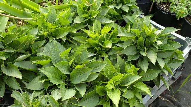 09.06.2021 ГЕОРГИН ПАТИО