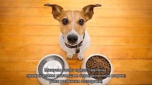 Чем кормить джек-рассел-терьера: в домашних условиях