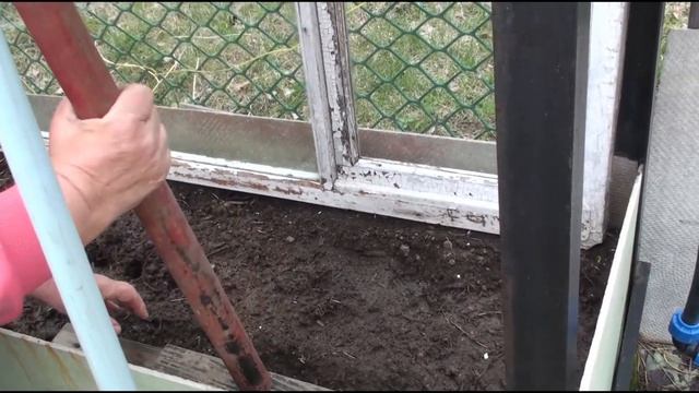 Как вырастить чуфу в Сибири. Корнюшина Людмила смотреть онлайн