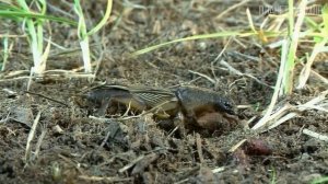 Медведка: Кошмар фермеров и монстр среди насекомых | Интересные факты про медведку