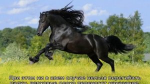 Самая быстрая лошадь в мире