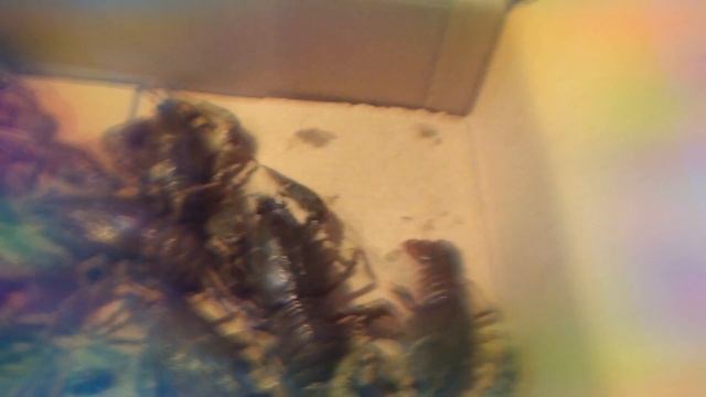 Покупка раков смотреть онлайн