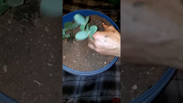 Hobi.Saksı'ya salatalık fidesi ekimi смотреть онлайн