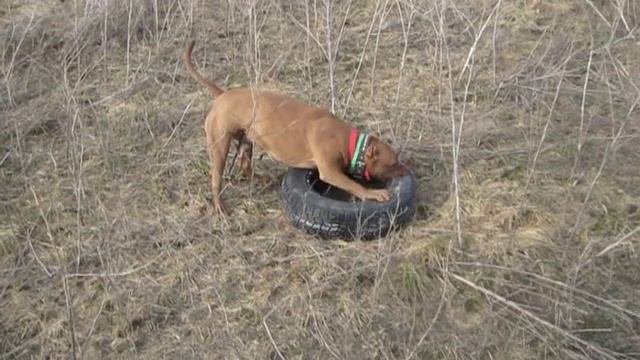 Хаммер и покрышка смотреть онлайн