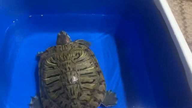 Краснаухая черепаха Гоша смотреть онлайн