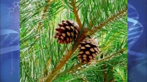 Биология 7 кл Пасечник $17 Разнообразие хвойных растений