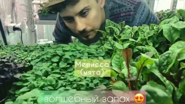 Наша Ферма Микрозелени , Ваши отзывы и Подарки ? смотреть онлайн