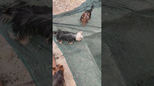 Мама сказала"нельзя туда ходить"а нам все равно,весело же 🤪😂🤭Ох уж эти детки,шалуны.+79788972514 смотреть онлайн