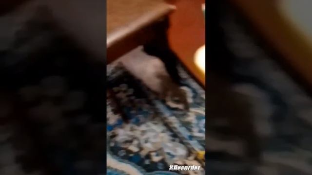 школа котов урок Ютуб Майнкрафт смотреть онлайн