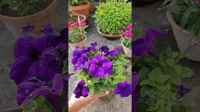 Purple Petunia смотреть онлайн