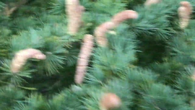 Cèdre du Liban 'Cedrus libani' l'arbre éternel смотреть онлайн