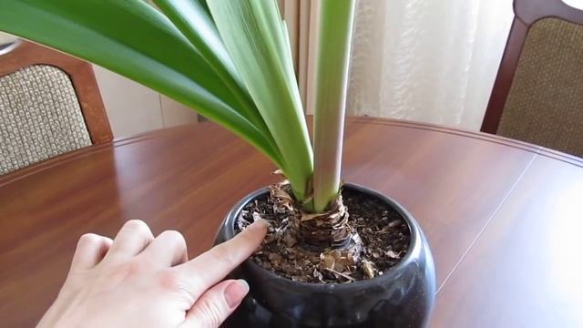 Цветы гиппеаструма мое вдохновение смотреть онлайн
