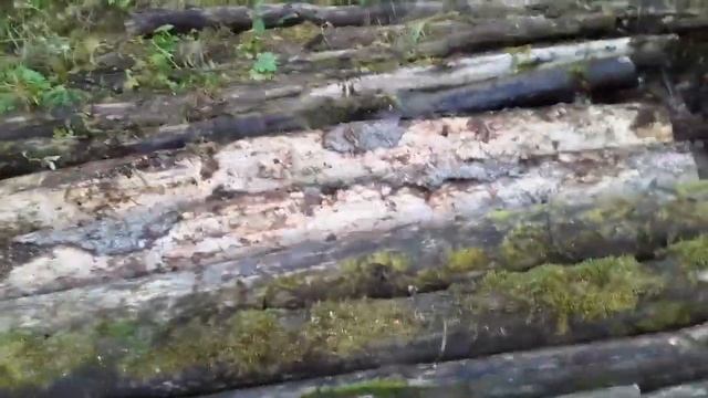 В лес на вездеходе.Строю переправу через ручей. смотреть онлайн