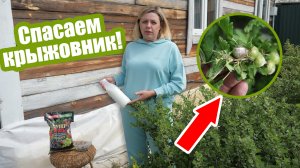 Крыжовник покрылся белым налетом?! Срочно обработайте его от мучнистой росы!