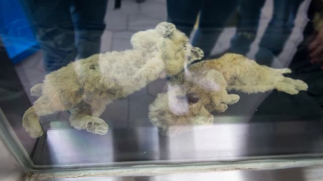 Seven Craziest Permafrost Discoveries From Russia & Alaska смотреть онлайн