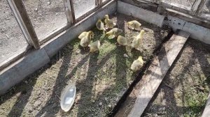 Гусята. Где держу гусят и чем кормлю.