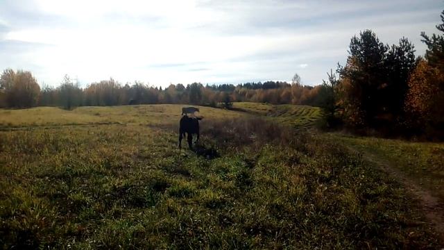ЧАСТЬ 1.Пасём коров и телят. смотреть онлайн