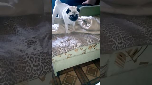 Мопс играет смотреть онлайн