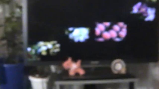 Arcus AS-4 Speakers Sistem