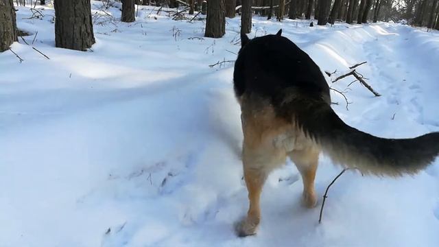 Немецкая овчарка/Приключения Венька в лесу или как провести выходной день. смотреть онлайн