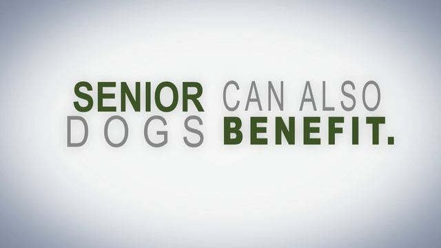 Support Your Dog's Health with Multivitamins смотреть онлайн