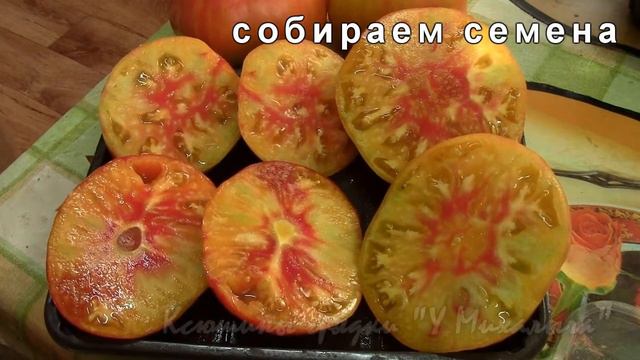 На дворе Август: Созревание. Манхеттен двухцветный. смотреть онлайн