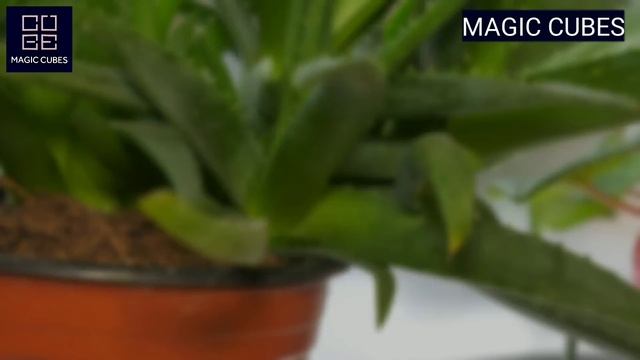 Top 10 Lucky Plants for Home | Vastu Plants | Best Indoor Plants | Lucky Plants for Home смотреть онлайн