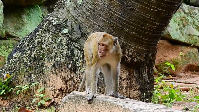 Young monkey Love Jane so much, he make Jane like him so much , Oh Yes monkey. смотреть онлайн