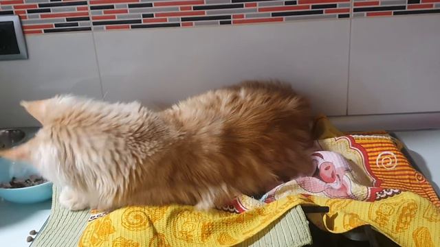 Кто в доме хозяин? конечно БЕЛЯШ 🤣🤣🤣 смотреть онлайн